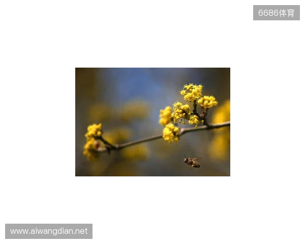 布达佩斯Major第一阶段:战舰轰鸣!FaZe 2-1 RED Canids